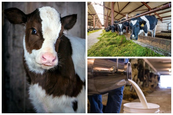 сельское хозяйство