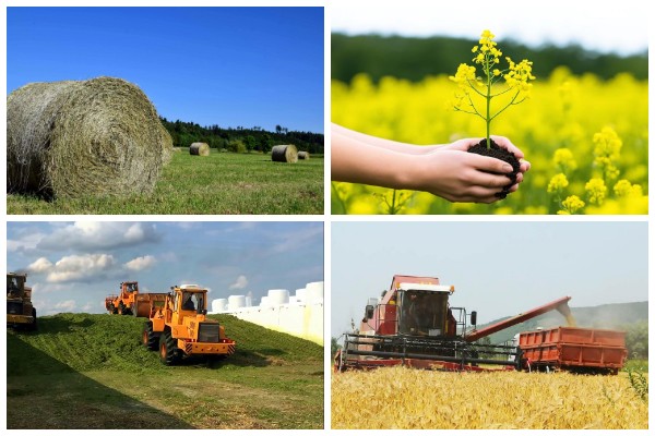 сельское хозяйство